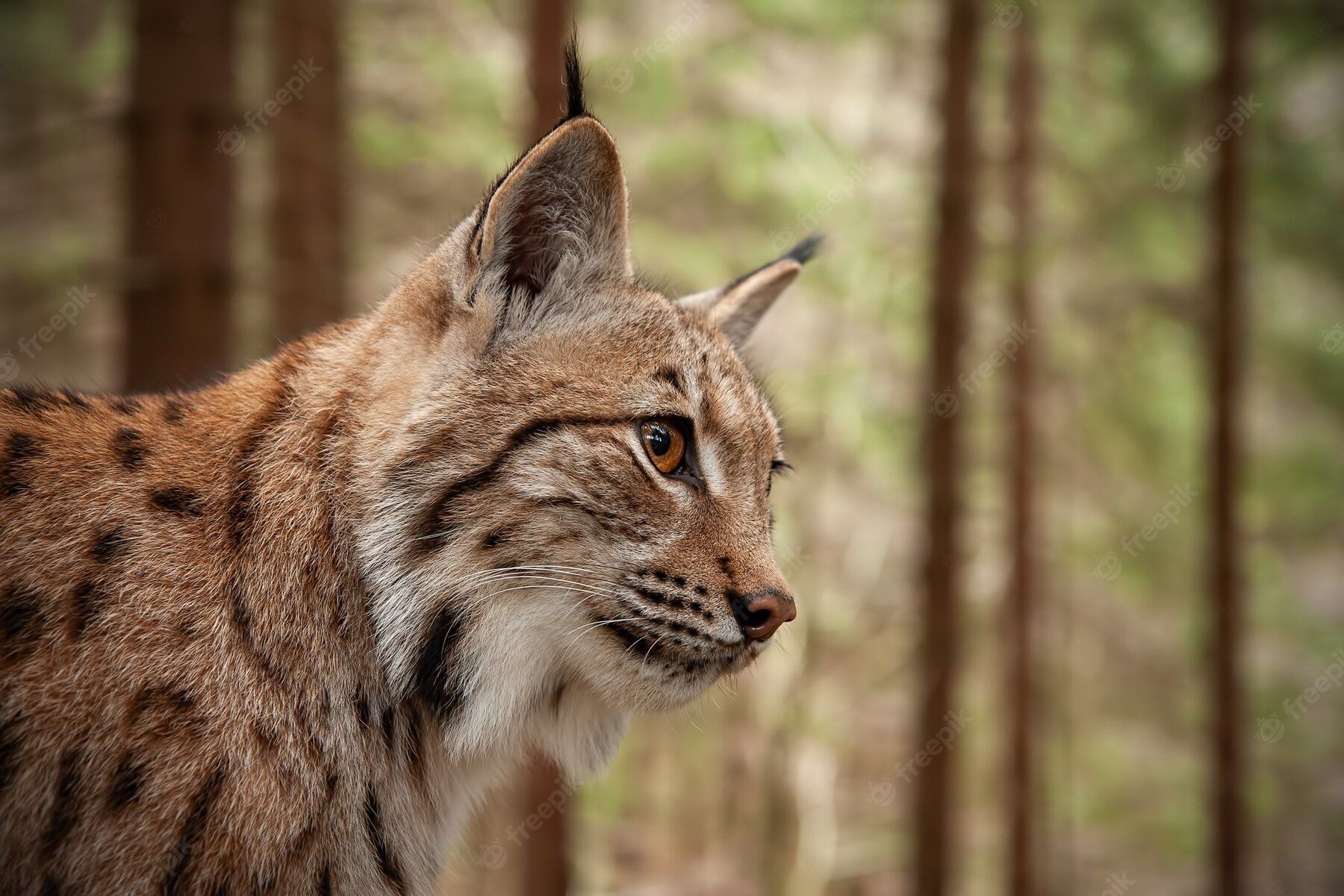 lynx